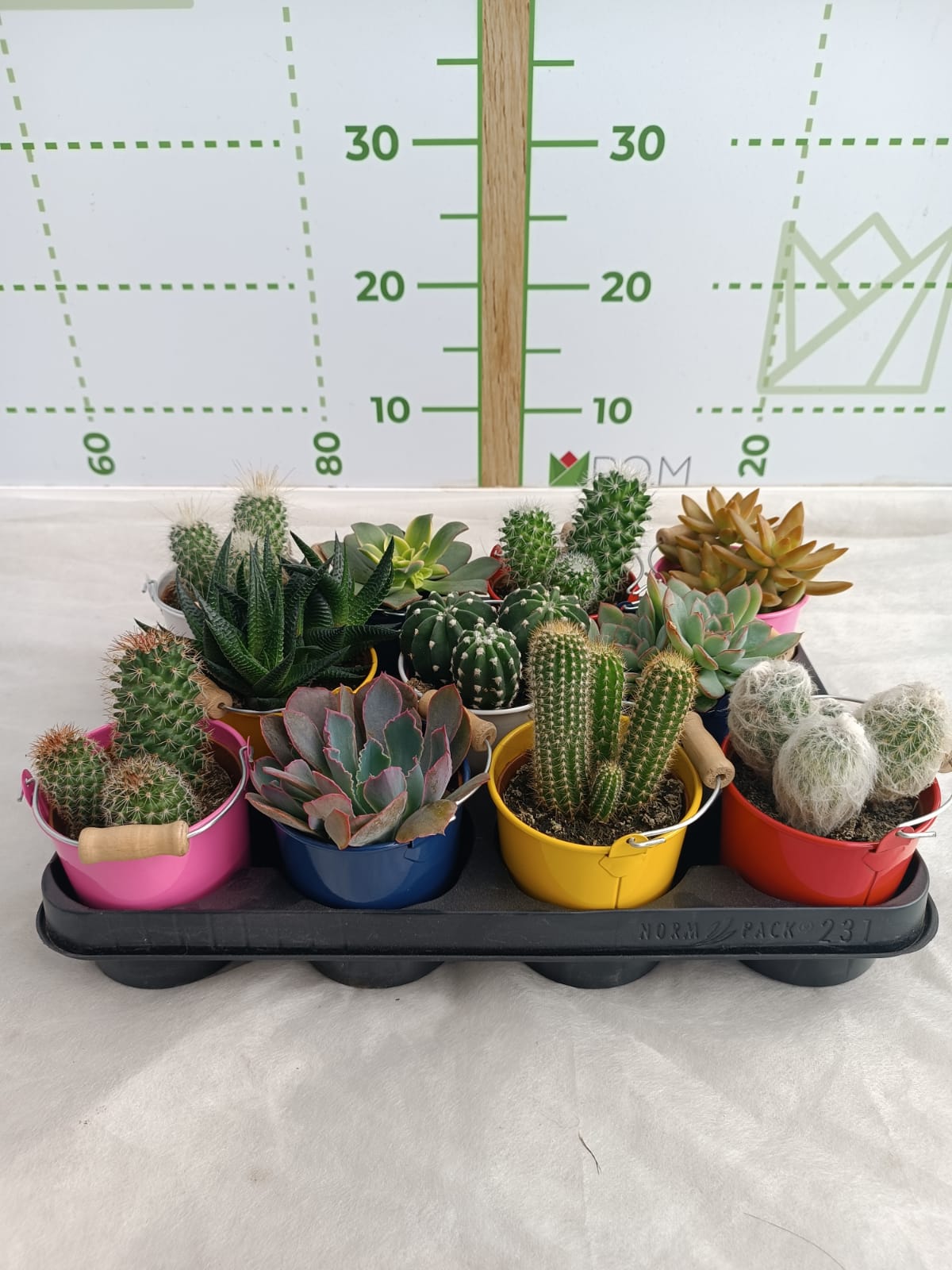 multiple cactus Assorted Cactus main image 0