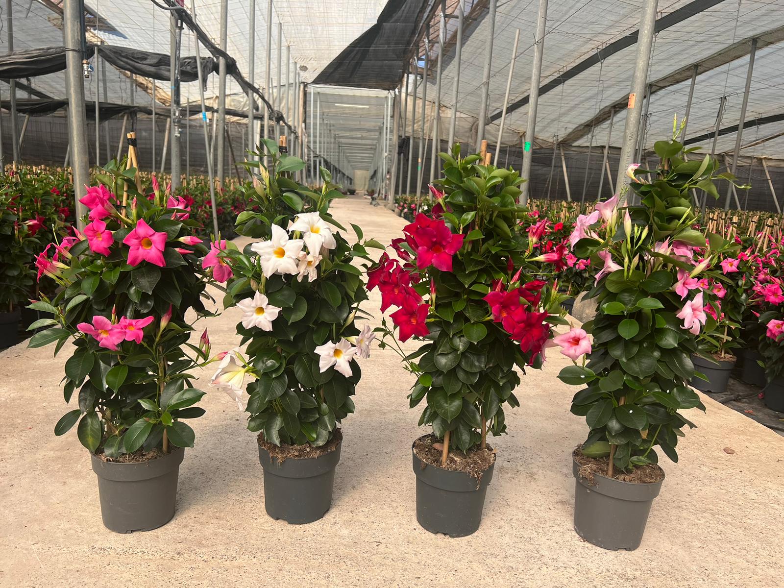 Pianta Dipladenia In Vaso &Oslash;14cm - Fiori Rossi, Rosa O Bianchi, Per Balcone E Giardino, Facile Coltivazione