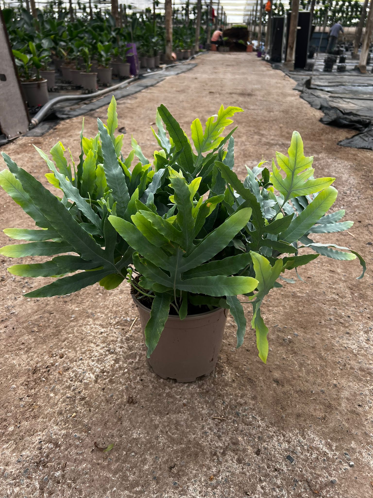 Helecho Blue Star (Phlebodium) – Planta Natural Para Exterior E Interior, De Fácil Cuidado