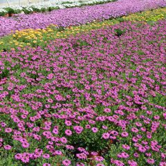 planta-nursery-spain