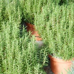 plant-nursery-almeria