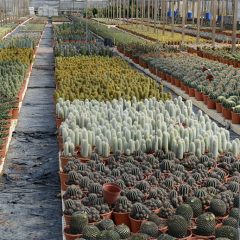 plant-nursery-