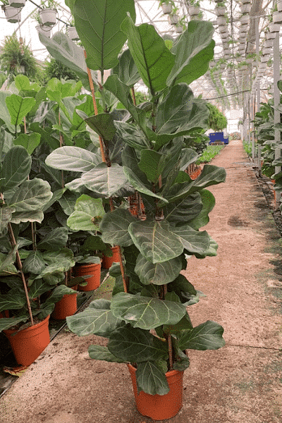 FICUS-LYRATA-27/150