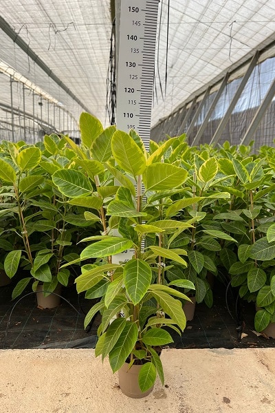 FICUS-YELLOW-GEM-C20