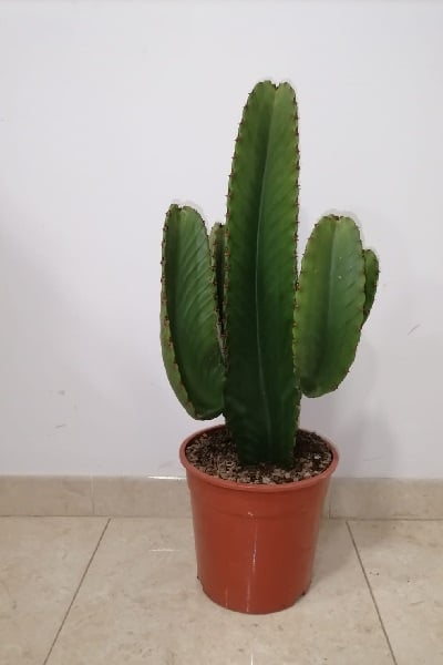 Euphorbia ingens M24