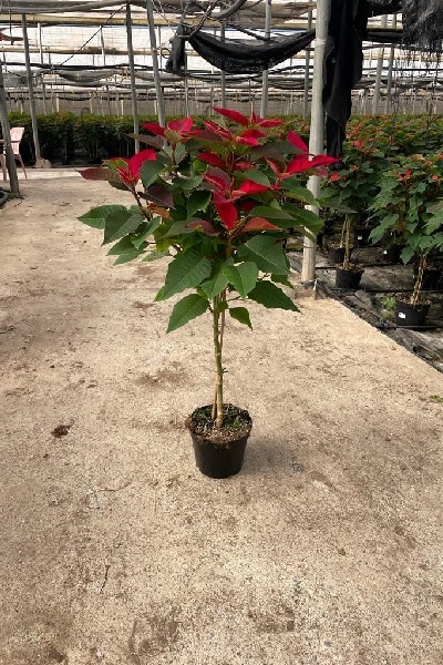 Poinsettia Copa M20 Rojo Primero
