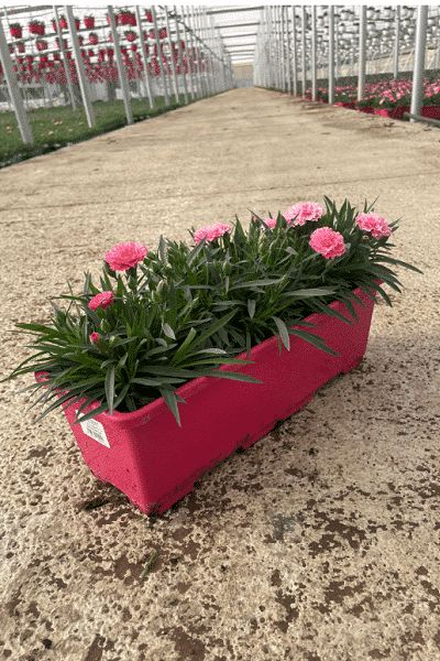 Dianthus-I-ove-You 16x40