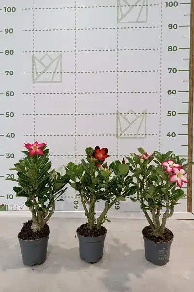 Adenium Obesum 10.5