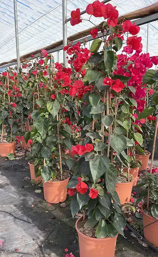 bougainvilleas