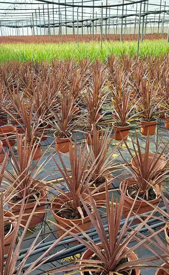 planta-Cordyline