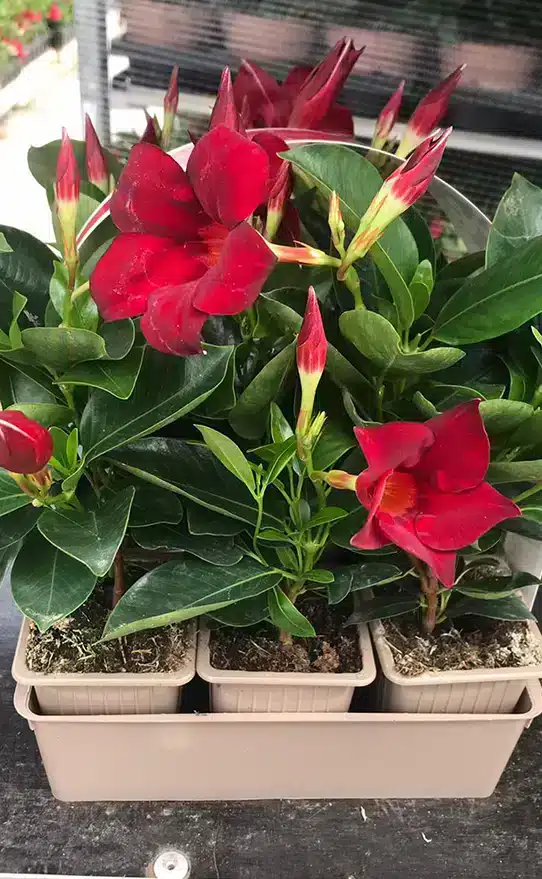 dipladenias