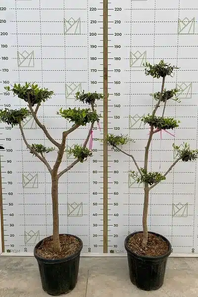 Olea Euro nube 25L