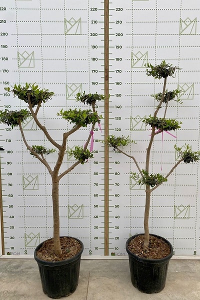 Olea Euro nube 25L