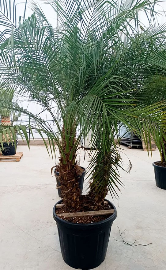 palmera-Phoenix
