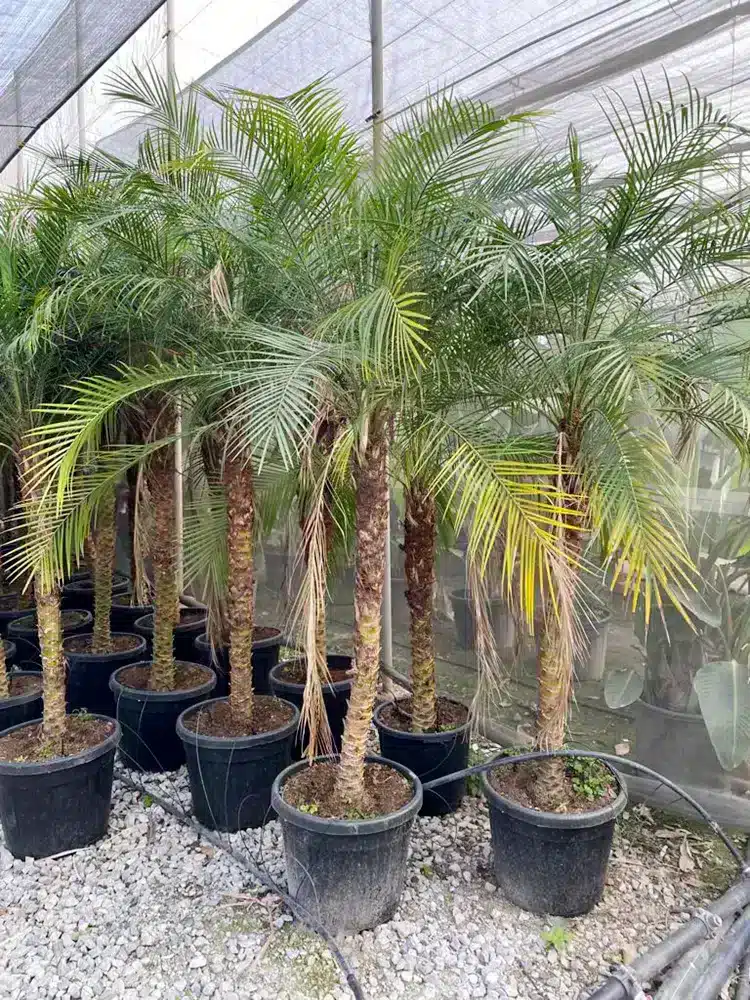 palmera Phoenix Roebelenii Tronco 100-120cm