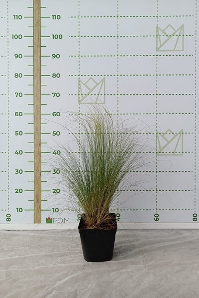 Stipa  Ponnytail 2,5L
