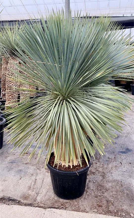 planta-Yuca-Rostrata-C70
