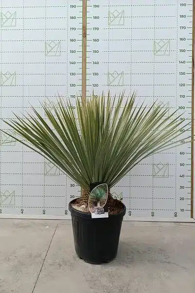 Yucca rostrata 25L