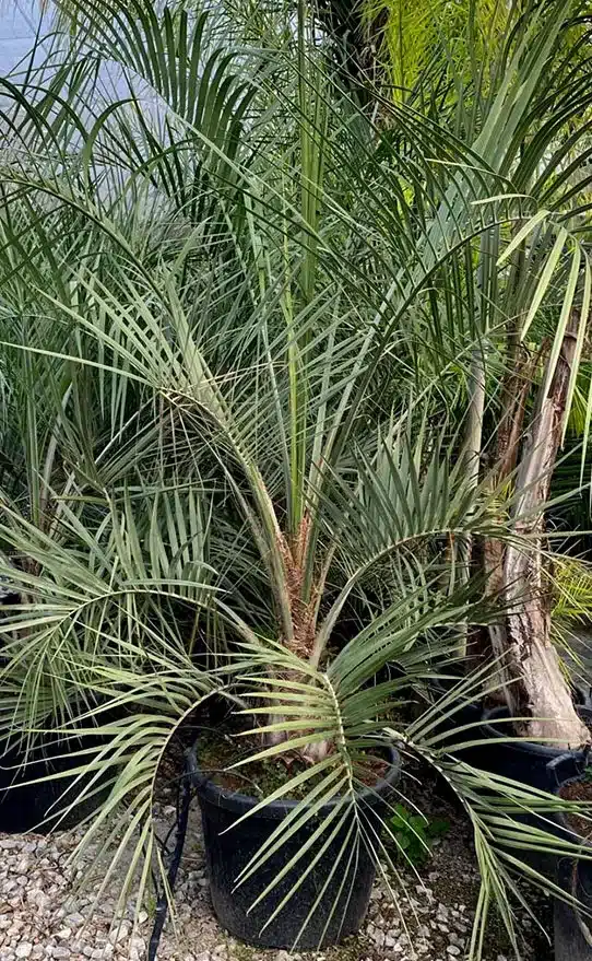 butia Capitata