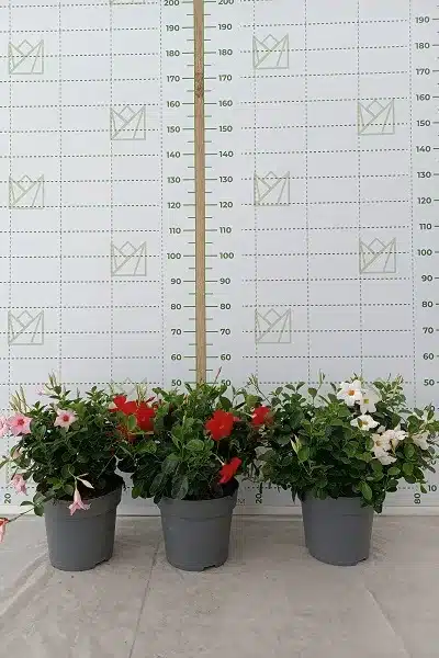 Dipladenia 29cm arbustiva