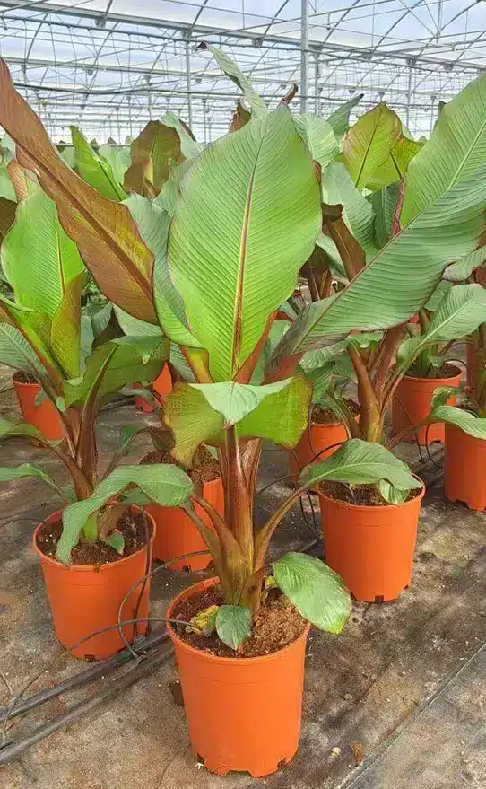 Musa Ensete Maurelli