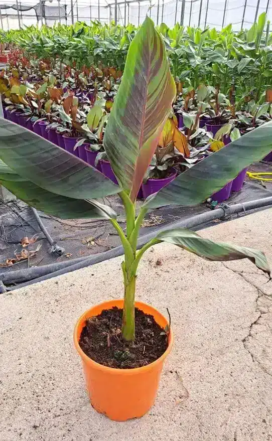 musa-sikkimensis