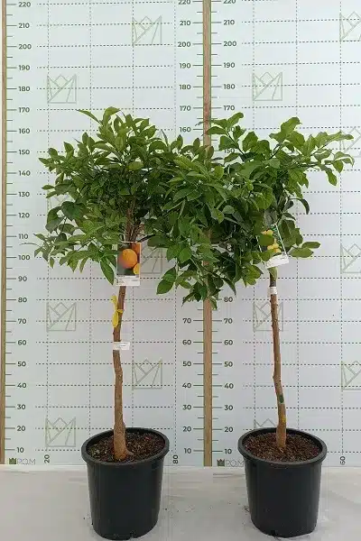 citrus C30