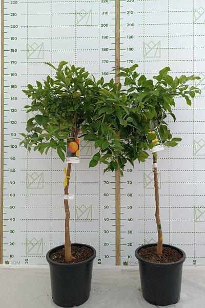 citrus C30