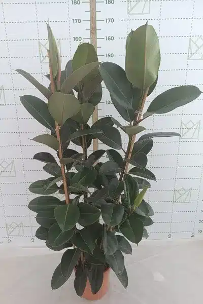Ficus robusta C25 150cm