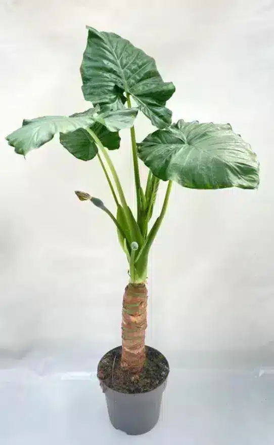 alocasia