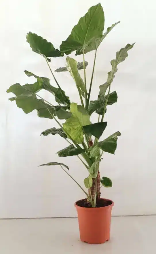 planta-verde-interior