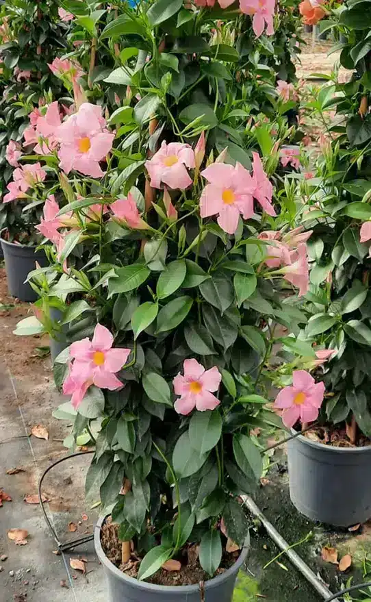 Dipladenia Bella | Mandevilla | Baumschule und Grohandel