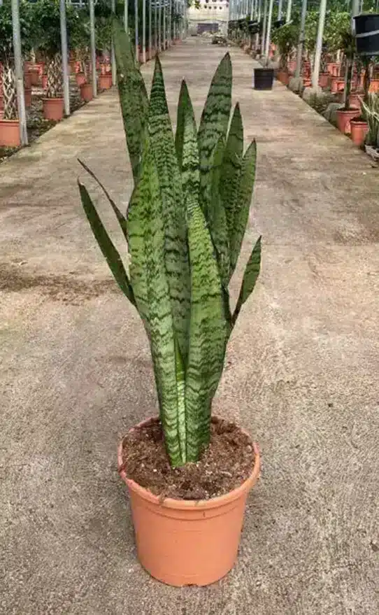 Sansevieria