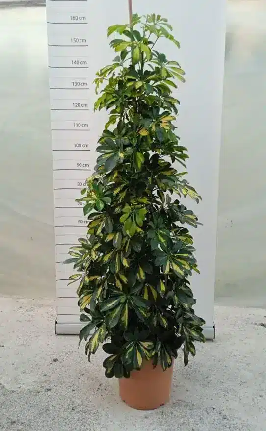 Schefflera