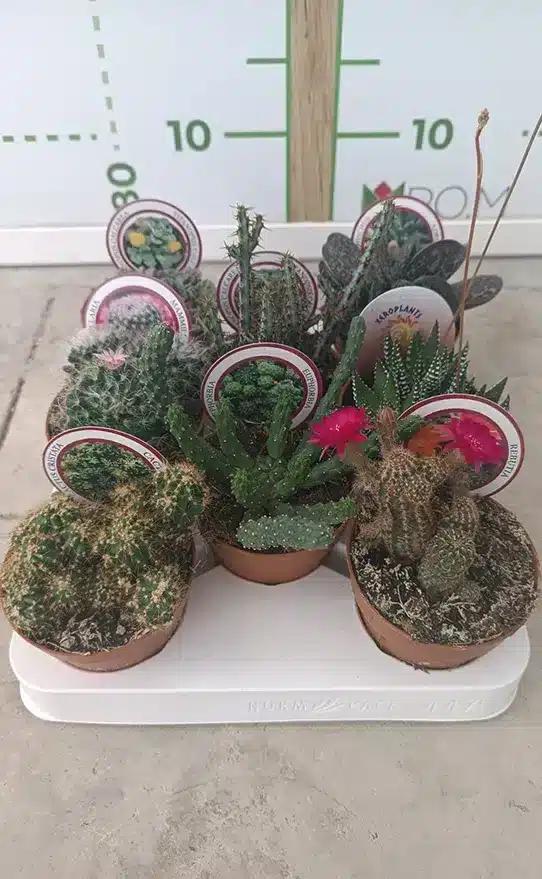 cactus