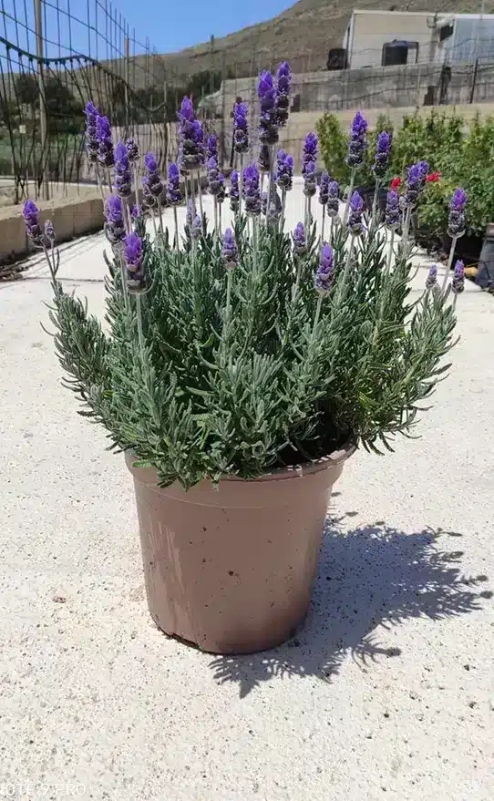 lavanda