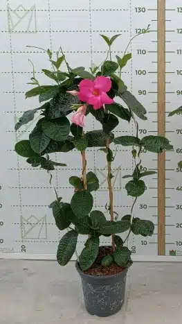 Amabilis-mandevilla-25