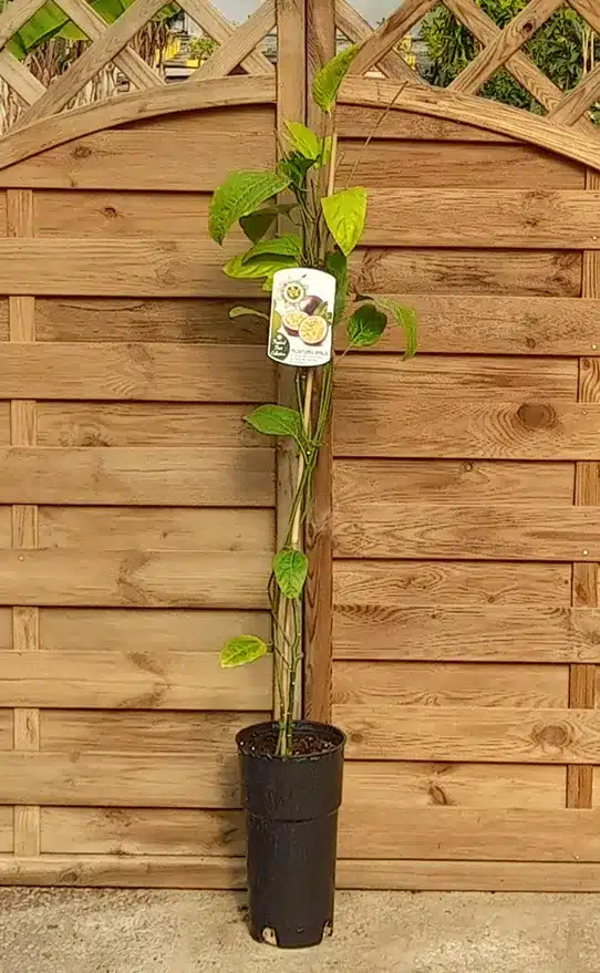 Passiflora Edulis Tango 7L 1