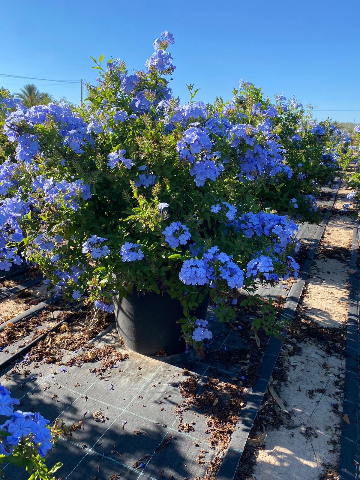 Plumbago Capensis 40L 100-110cm