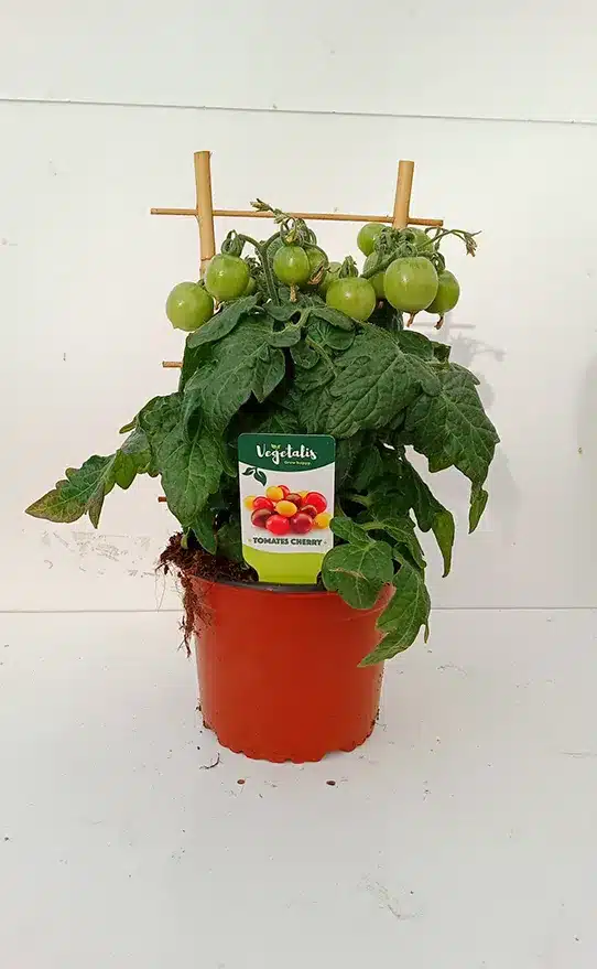 plantes-horticoles